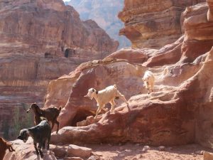 Geiten in Petra