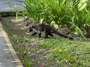 Coati