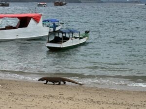 Komodo Dragon on an Asian beach