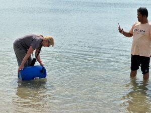 Gepke releasing crabs