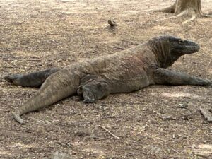 A Komodo Dragon