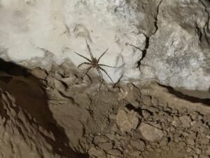 Spider in Pra Kai Pelch Cave