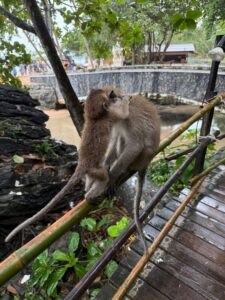 Monkeys fighting